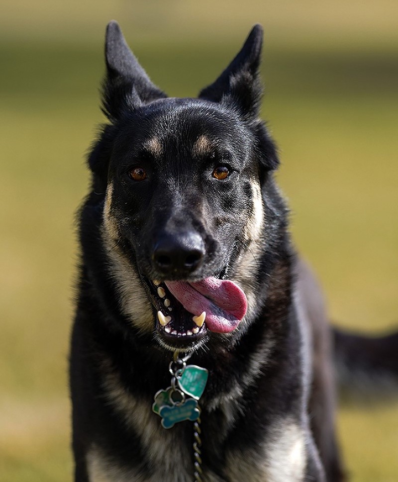 Biden’s dog, Major, a Republican